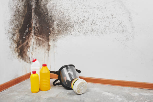 Best Same-Day Mold Removal  in Manchester, NH