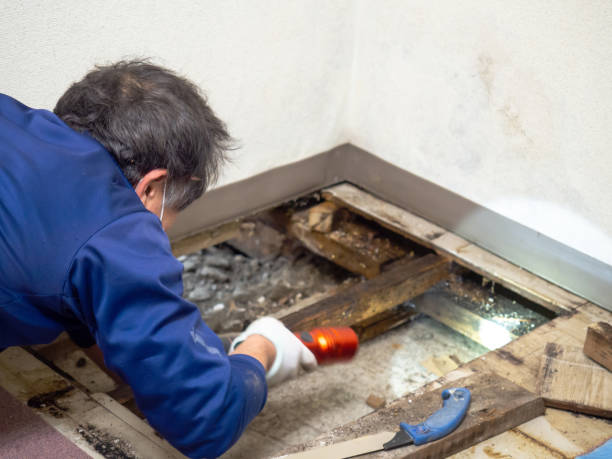 Reliable Manchester, NH Mold Removal Solutions