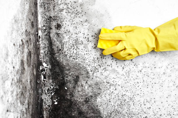 Best Local Mold Removal Service  in Manchester, NH