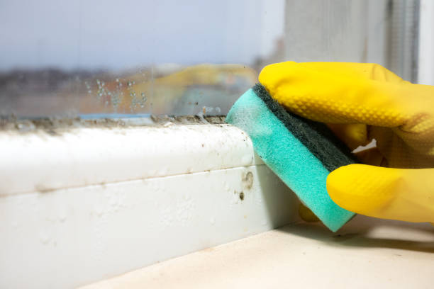 Best Attic Mold Removal  in Manchester, NH
