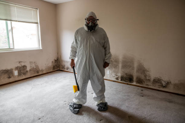 Reliable Manchester, NH Mold Removal Solutions