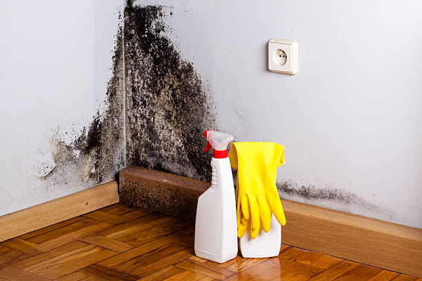 Best Professional Mold Removal  in Manchester, NH