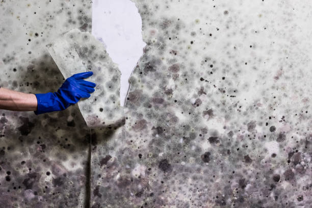Best Mold Remediation Experts  in Manchester, NH