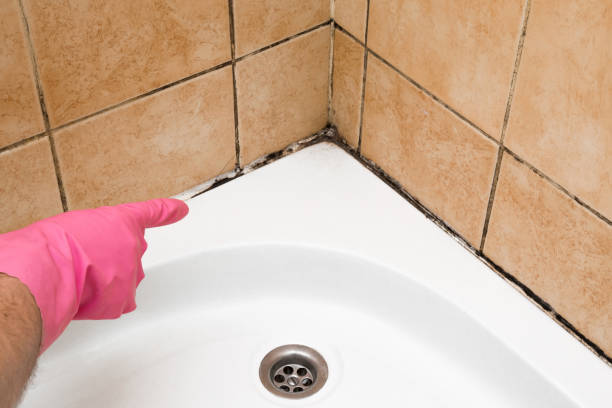  Manchester, NH Mold Removal Pros