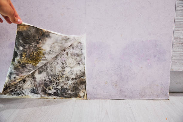 Best Toxic Mold Removal  in Manchester, NH
